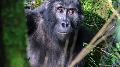 4 Days Gorilla Trekking and Wildlife Safari - Image - 9626
